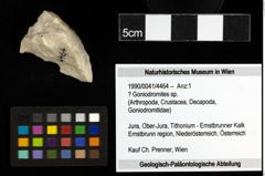 Foto (Objekt + Etiketten) von ? Goniodromites sp. 